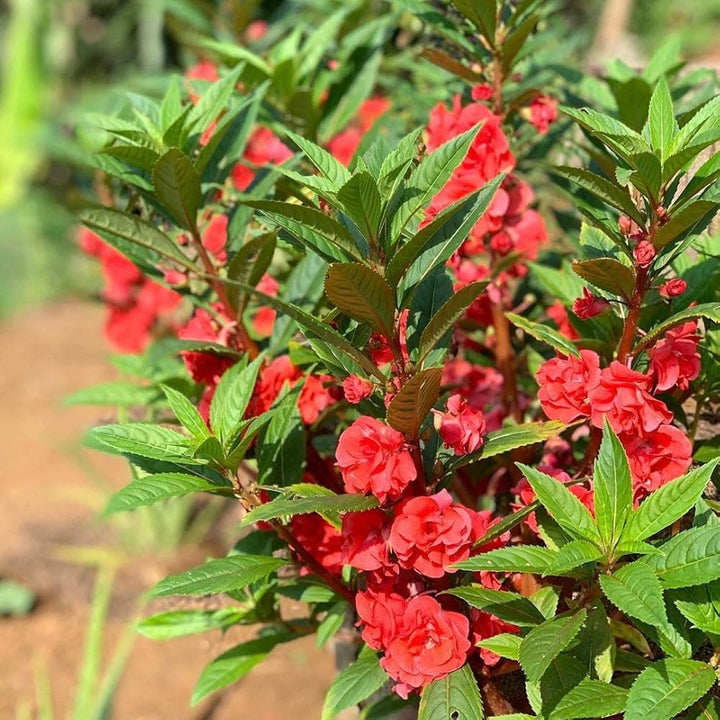 Heirloom Non-GMO Impatiens Balsamina Flower Seeds for Planting – Vibrant Garden Bloom Seeds