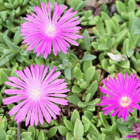 Organic Heirloom Non-GMO Lavender Delosperma Seeds for Planting – Succulent Blooms