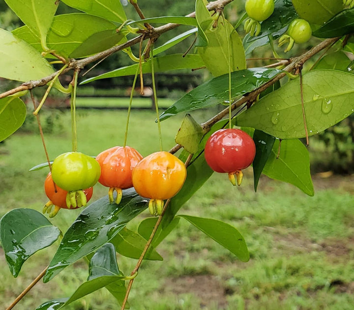 Pitanga Fruit Seeds for Planting - Unique, Tangy Fruits in Your Garden, Heirlom Seeds