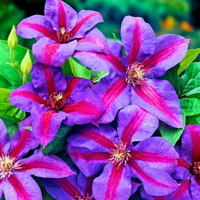 Heirloom Non-GMO Pink Violet Clematis Flower Seeds for Garden Planting – Climbing Blooms