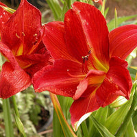Hybrid Daylily Hemerocallis Flower - for planting in home garden
