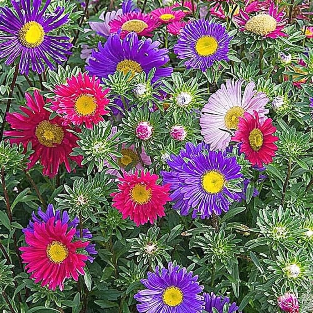 Semi Aster Rainbow Perennial Flower Seeds