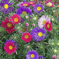 Semi Aster Rainbow Perennial Flower Seeds