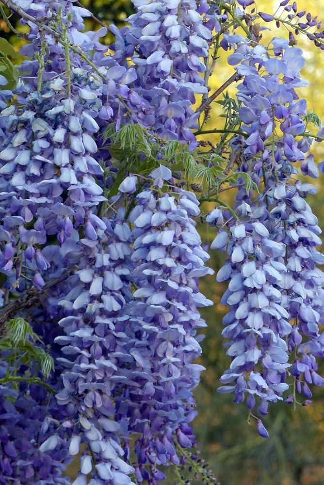 Heirloom Blue Wisteria Seeds – Non-GMO Flower Seeds for Planting