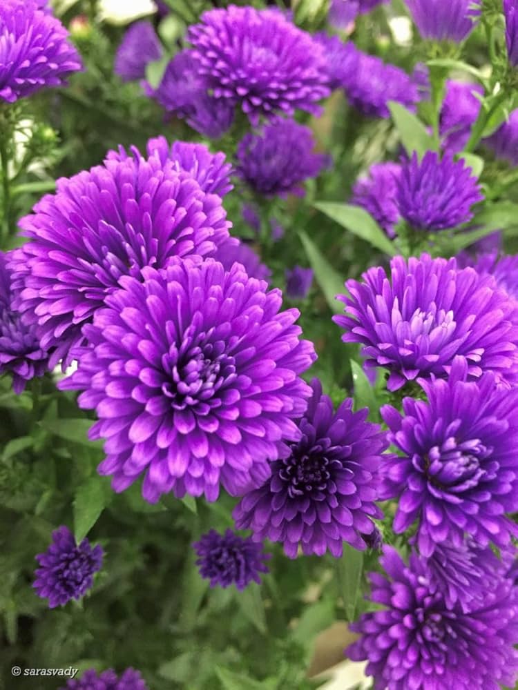 Aster Violet Rainbow Chrysanthemum Perennial Flower - for planting in home garden