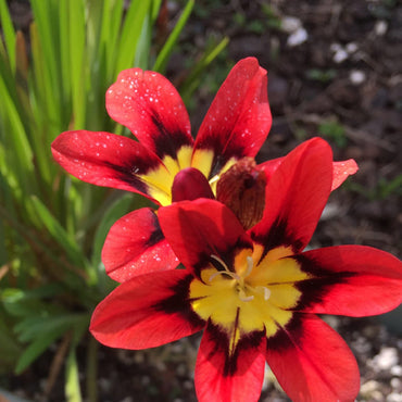 Heirloom Non-GMO Harlequin Flower Seeds for Planting – Colorful Ornamental Garden Blooms