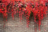 Boston (Boston scientific name) for planting in garden