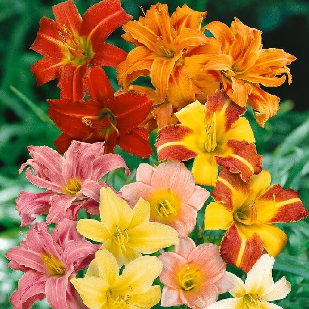 Hybrid Daylily seeds producing resilient, trumpet-shaped flowers in bold colors, blooming multiple times in summer gardens