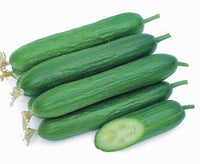 Gershwin – Cucumber Seed