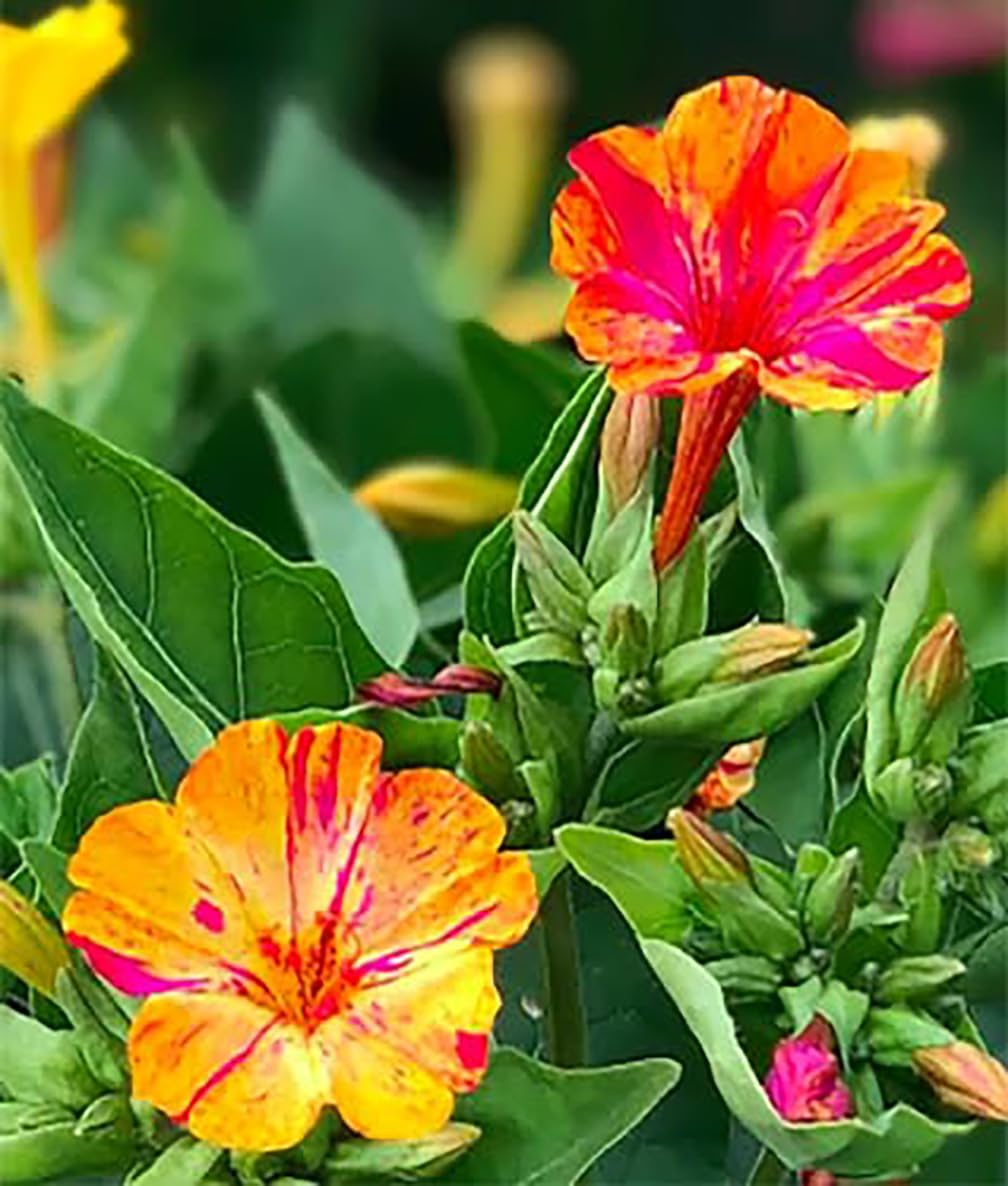 Four O'Clocks- Marbles Yellow-Red