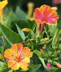 Four O'Clocks- Marbles Yellow-Red