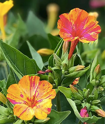Four O'Clocks- Marbles Yellow-Red