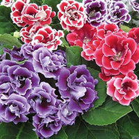 Gloxinia Climbing Flower Perennial Garden - for planting in home garden