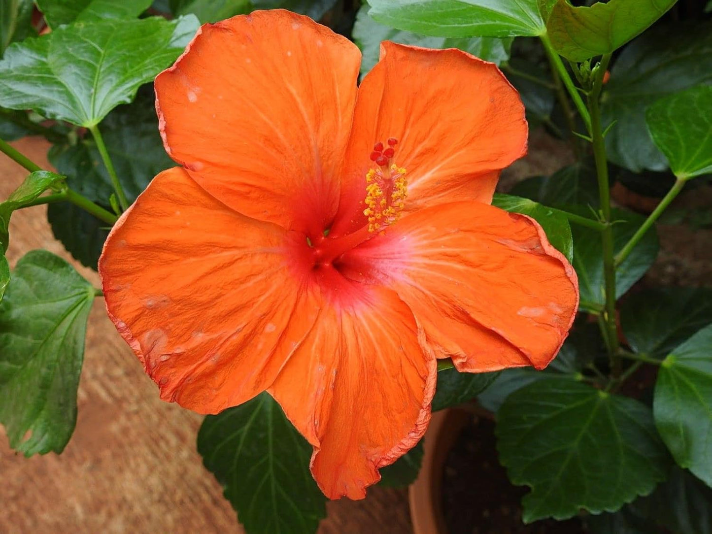 Deep (Deep scientific name) for planting in garden