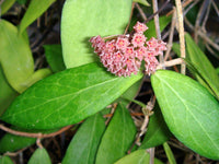 Hoya Carnosa Seeds Light Dark Pink Hoya Flower Seeds for Planting in Indoor Spaces and Hanging Pots