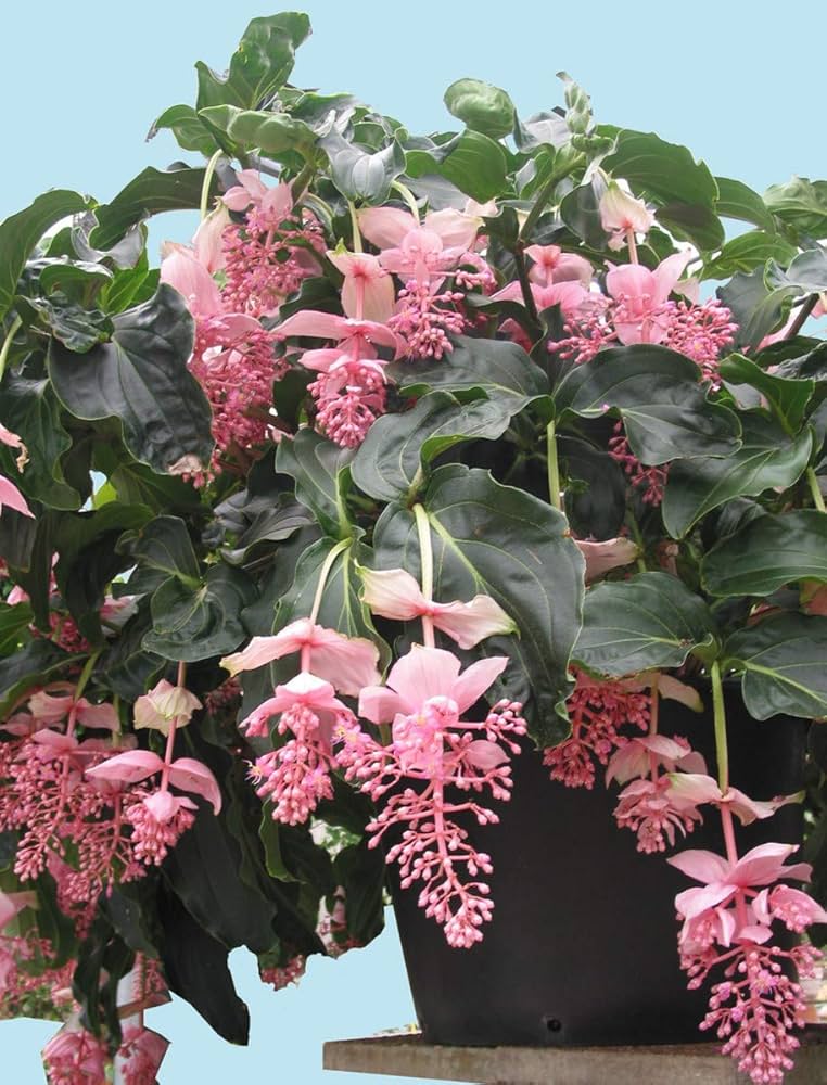 Heirloom Non-GMO Chandelier Plant Seeds for Planting – Unique Succulent Garden Seeds - Non-GMO for planting in home garden