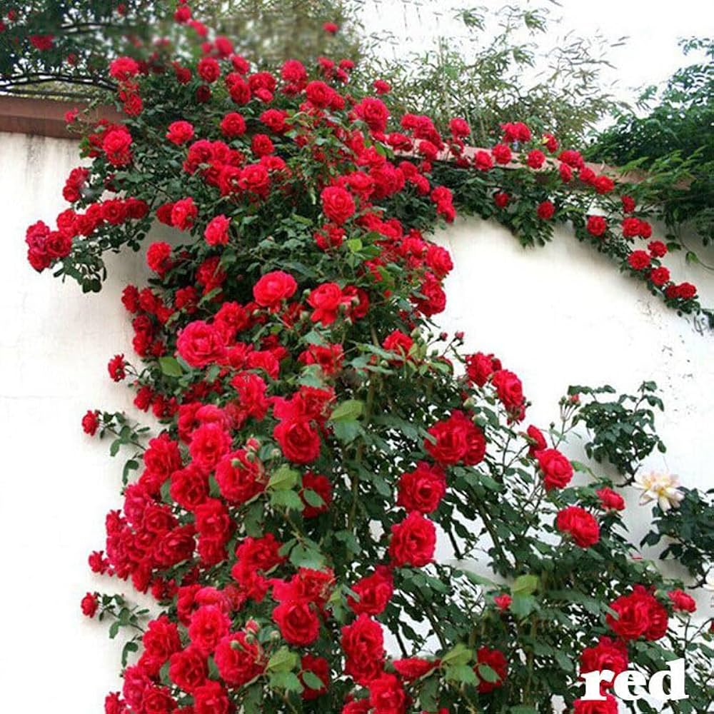 Red Climbing Rose Heirloom Flower Seeds