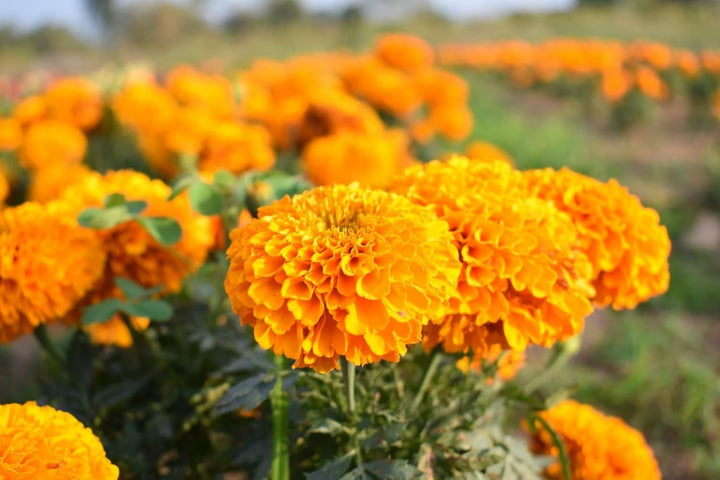 Heirloom Non-GMO Marigold Flower Seeds for Planting – Vibrant Colorful Garden Blooms