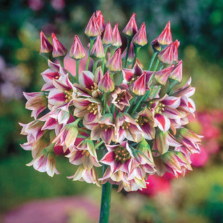 Sicilian Honey Lily Seeds