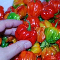 Aji Chombo Pepper seeds – rare Scotch Bonnet Panama chili