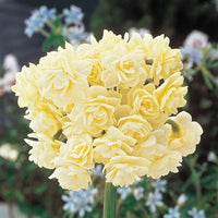 Spring Cheer Daffodil Seeds