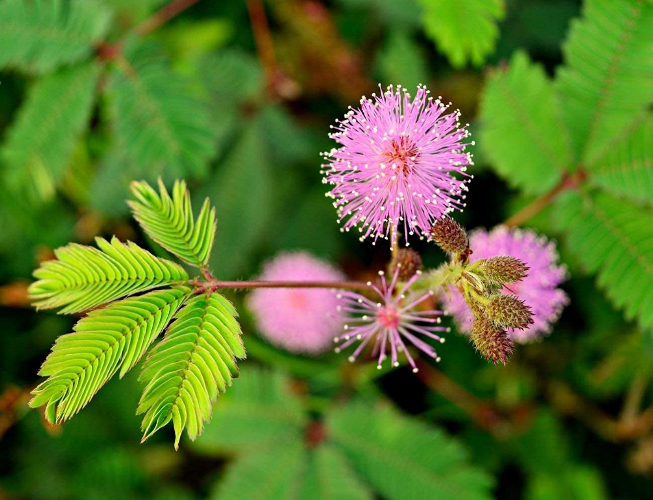 Mimosa Pudica Seeds Sensitive Plant Seeds for Planting in Educational Gardens and Pots