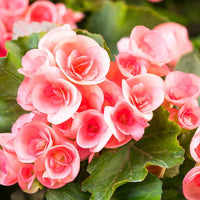 Rose Rieger Begonia Flower Seeds for Planting – Heirloom, Non-GMO Garden Seeds