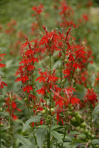 Lobelia Vulcan Red flower seeds (pelleted) for vibrant red annuals
