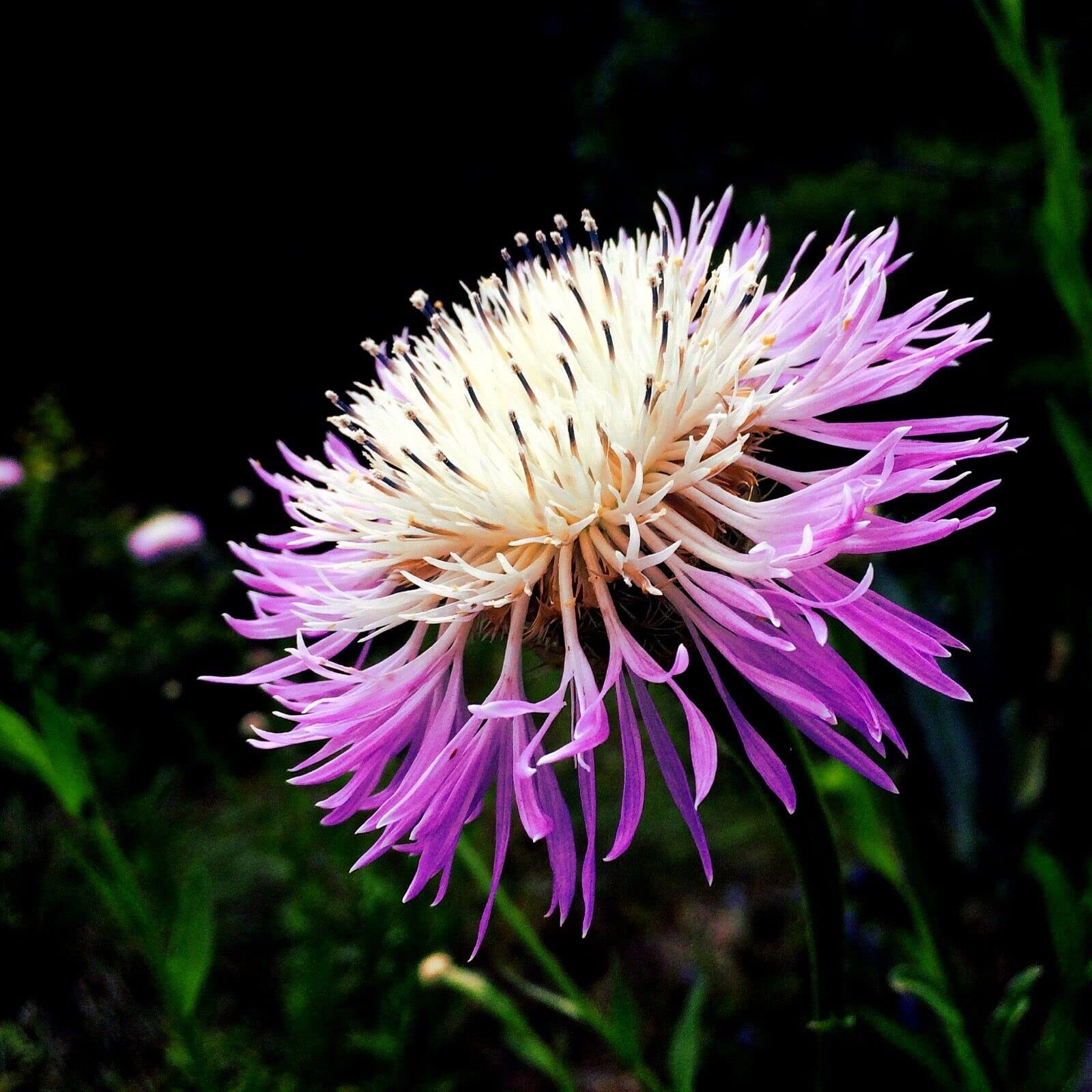 American (basketflower Centaurea americana flower) for planting in garden