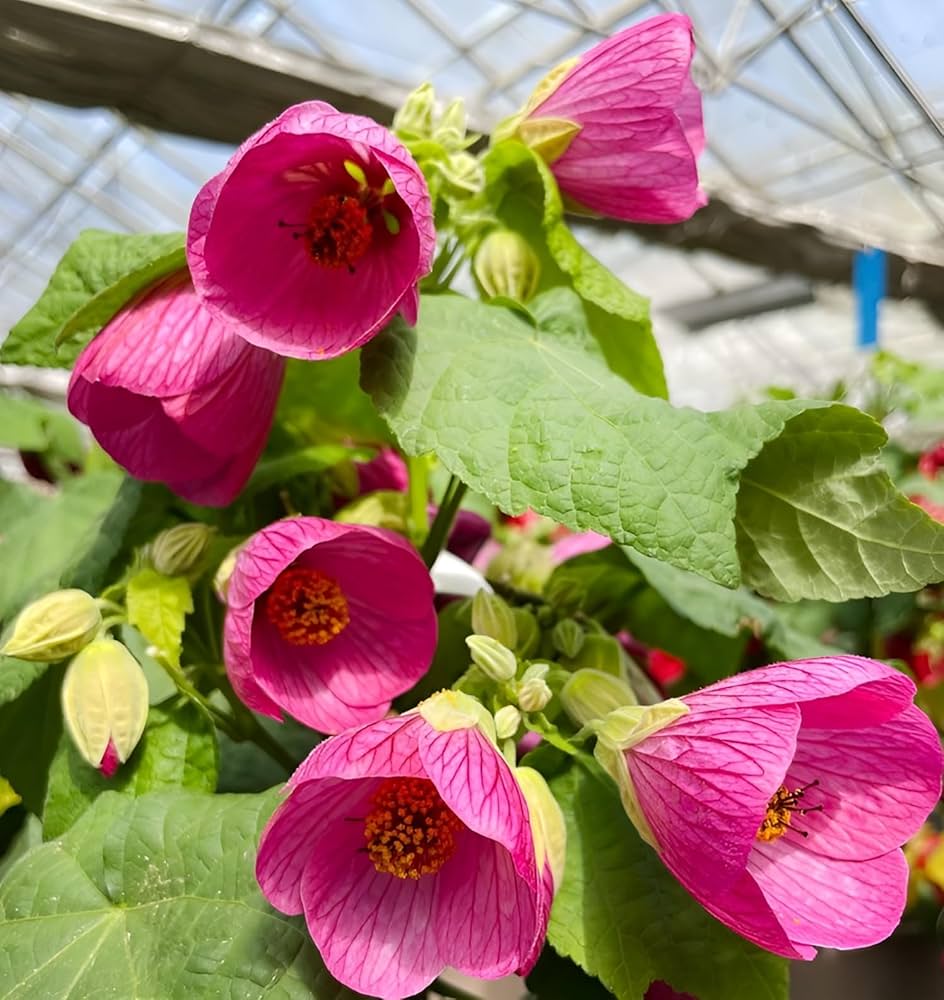 Bright Pink Orange-Tipped Hibiscus seeds (hardy exotic) sprouting radiant pink blooms with orange-tinted edges, adding warmth to garden designs