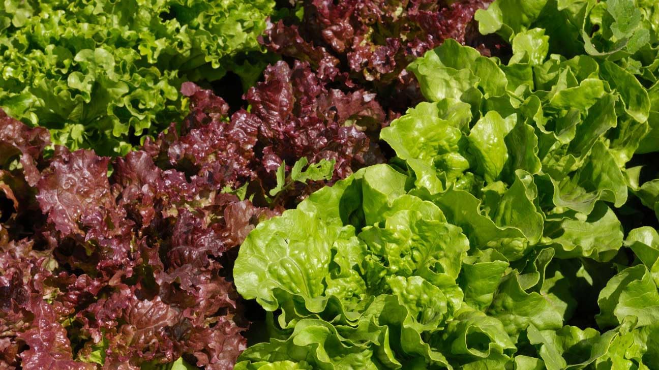 Romaine Lettuce Lactuca sativa seed mix for garden planting