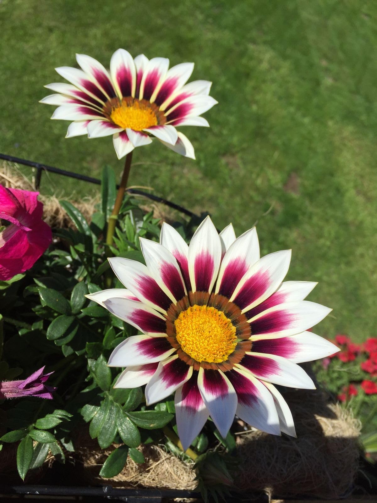 Gazania Purple Perennial Flower - for planting in home garden