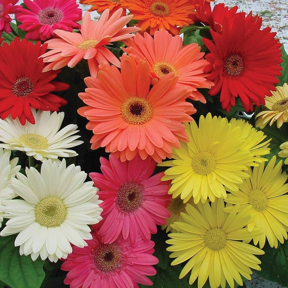 Gerbera Daisy 12-Color Mixed Flower Seeds for Home and Garden Planting