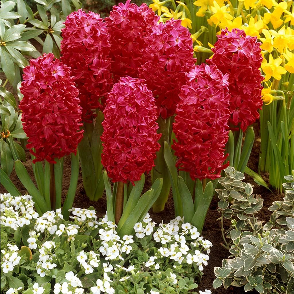 Jan Bos Fragrant Giant Hyacinth Seeds