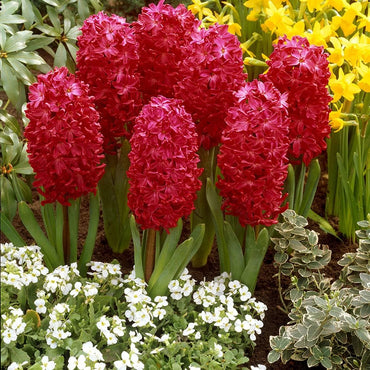 Jan Bos Fragrant Giant Hyacinth Seeds