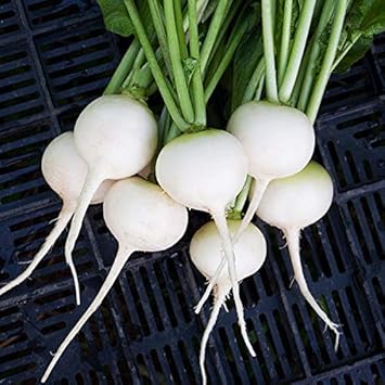 Radish Vegetable Seeds for Planting, 100 pcs