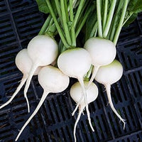 Radish Vegetable Seeds for Planting, 100 pcs