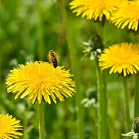Dandelion Flower Seeds for Planting - 100