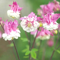 Heirloom Non-GMO Aquilegia Columbine Flower Seeds for Planting – Colorful Perennial Garden Blooms