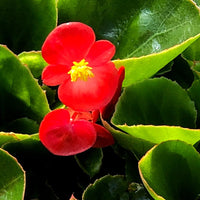 Heirloom Non-GMO Red Begonia Flower Seeds for Planting – Bright Shade-Loving Blooming Seeds