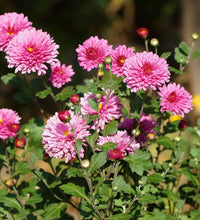 Seedling 5 Pack- Chrysanthemum- Spring Delano
