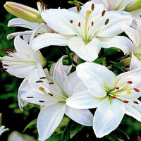 Pure White Lily Flower - for planting in home garden