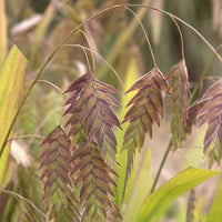 Northern Sea Oats – Organic Grass Seed