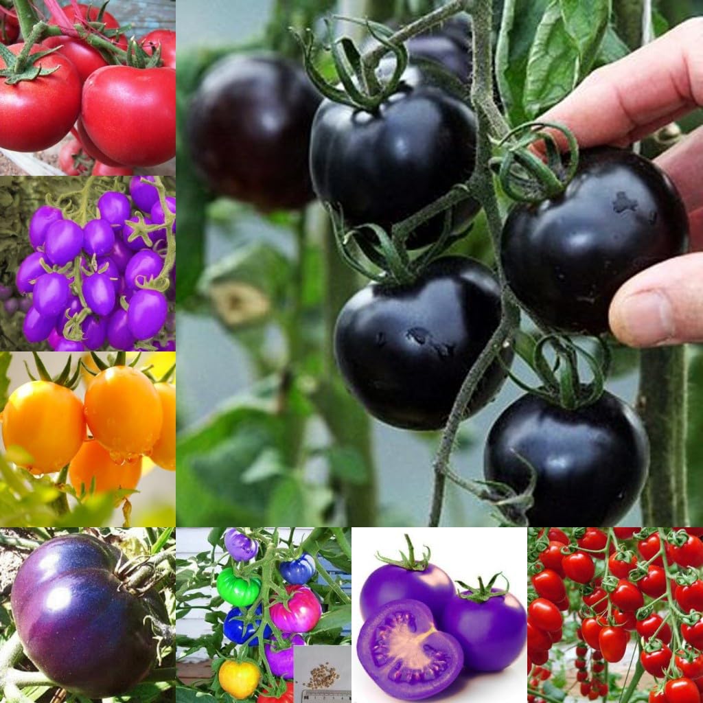 Rainbow tomato seeds for planting multicolored large heirloom fruits
