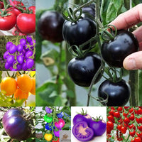 Rainbow tomato seeds for planting multicolored large heirloom fruits
