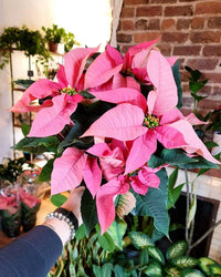 Heirloom Non-GMO Pink Poinsettia Flower Seeds for Planting – Elegant Festive Blooming Seeds
