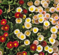 Mixed Bellis Perennis Flower Seeds for Planting 100 pcs