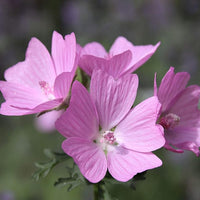 Organic Heirloom Non-GMO Pink Musk Mallow Seeds for Planting – Vibrant Garden Blooms