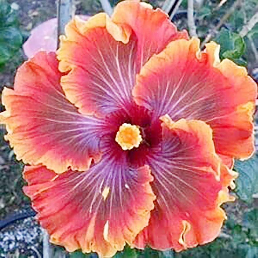Rare Red Orange Purple Hibiscus seeds (giant exotic) yielding large tropical blooms blending fiery red, bright orange, and deep purple, adding intense color contrast