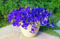 Blue petunia flowers grown from seeds with soft, vibrant blue petals in full bloom